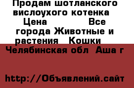 Продам шотланского вислоухого котенка › Цена ­ 10 000 - Все города Животные и растения » Кошки   . Челябинская обл.,Аша г.